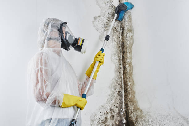 Best Basement Mold Removal  in Mount Carmel, TN